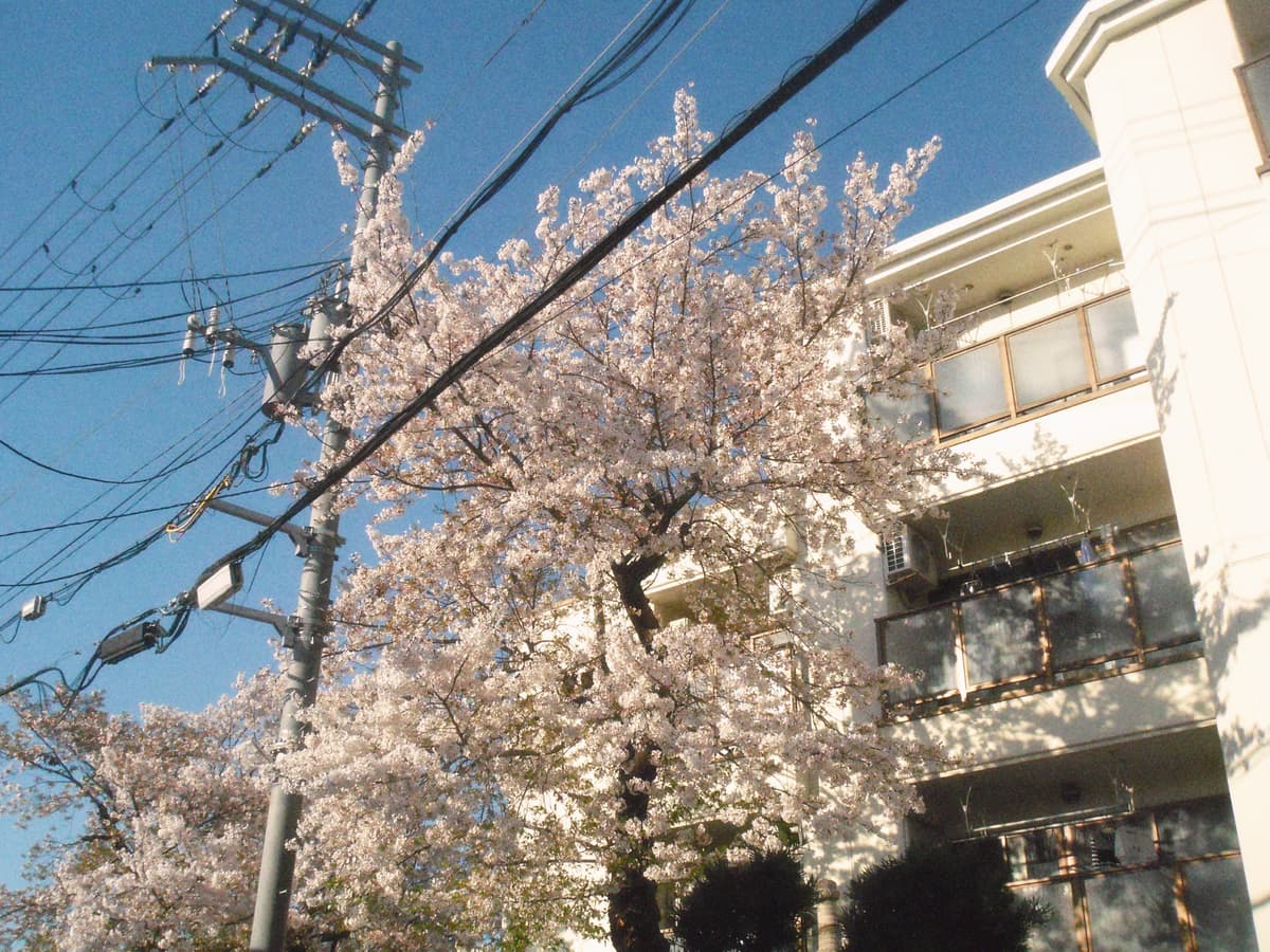 隣合う - サバ | ArtNow