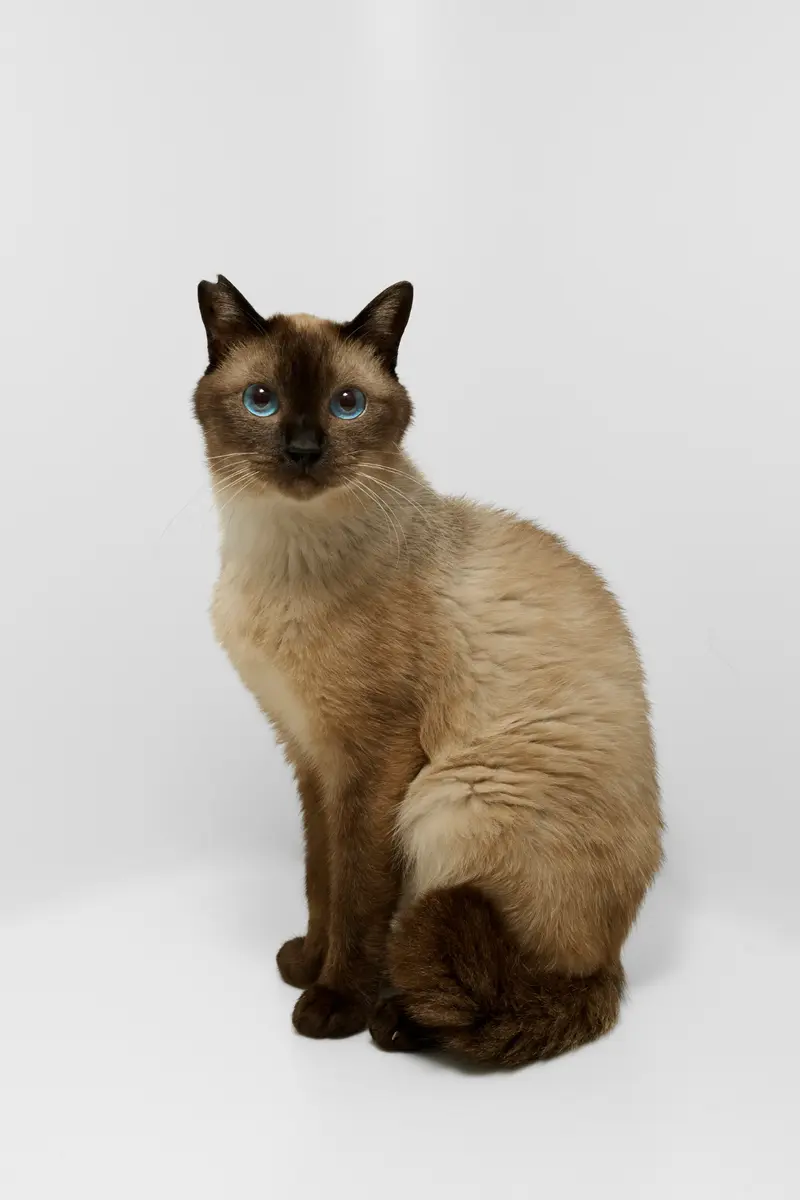 ADOPT ME! - 宮本　祐希 | ArtNow